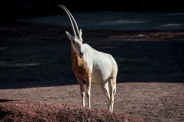 Scimitar-horned oryx - シロオリックス１