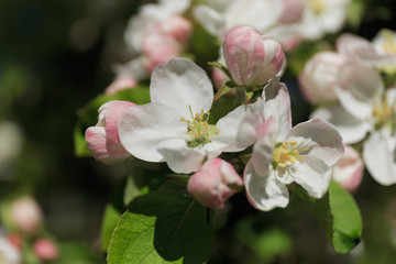 Fototapeta na wymiar Spring apple blossom closeup