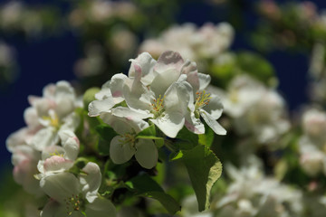 Spring apple blossom closeup
