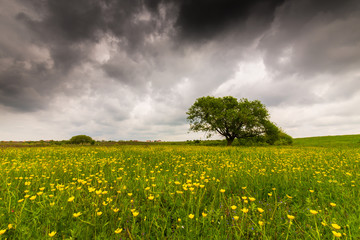 Lonely tree in a meadow with yellow flowers and storm clouds