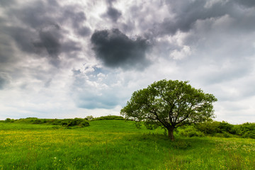 Fototapeta na wymiar Lonely tree in a meadow with yellow flowers and storm clouds