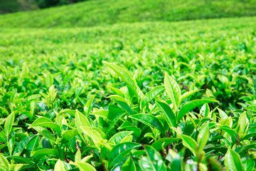 Tea plantation . Nature background