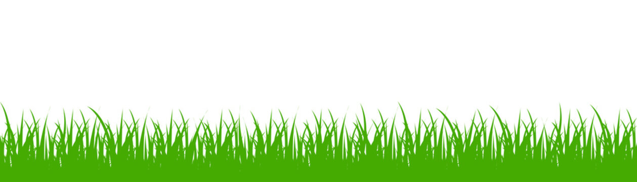 Green grass on white background - vector
