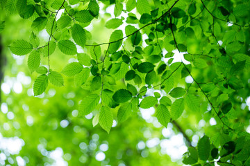 Fototapeta na wymiar reen leaves on the green backgrounds