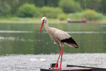 White stork hunting fish in the pond