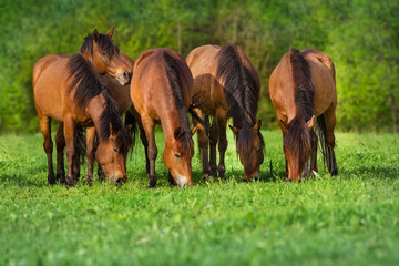 Horses on green spring pasture rest and grazing 