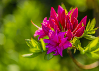 Obraz premium Flowering azalea flower in the garden.