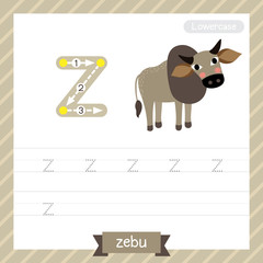 Letter Z lowercase tracing practice worksheet with zebu for kids learning to write. Vector Illustration.