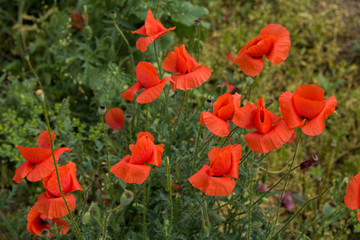 Poppy flowers in the field