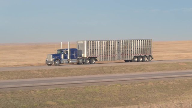 CLOSE UP: Freight cattle container semi truck transporting live animals driving along the scenic country highway across vast prairie Great Plains on sunny golden light morning. Cattle road transport