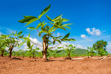 The cassava growing in plantation