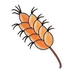 wheat cereal barley vector illustration graphic design icon