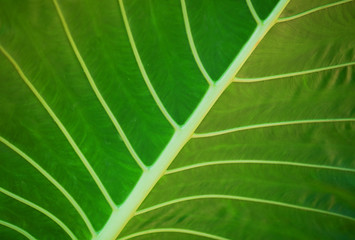 Tropical plant leaf