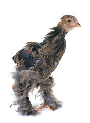 young brahma chicken