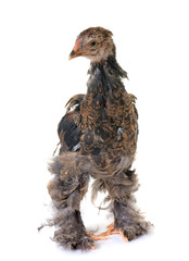 young brahma chicken