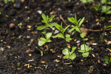 fiber flax