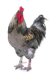 rooster in studio