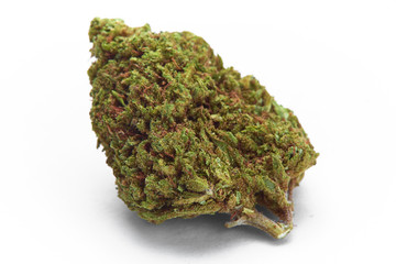 Close up of blueberry cheese medical marijuana strain on white background