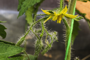 The tomato flower with drops of dew