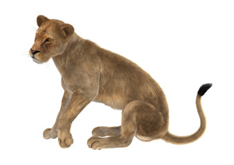 Obraz premium 3D Rendering Female Lion on White