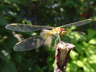 Dragonfly on a twig on a Sunny summer day