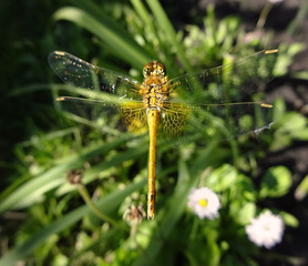 Dragonfly in flight on green background