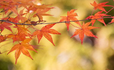 Colorful maple (momiji) leaves at Korankei, Nagoya, Japan.