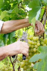 Naklejka na ściany i meble Winemaker man picking grapes