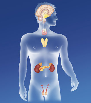 Endocrine gland, illustration