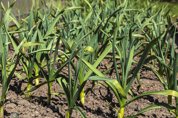 Plant garlic