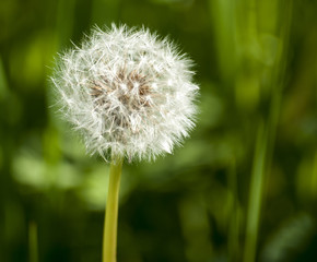 Fototapeta premium Dandelion flower