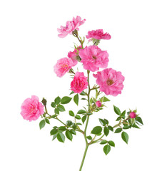 Obraz premium Branch with small pink roses isolated on white.