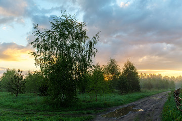 Birch near the road