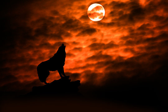 Wolf howling at the moon