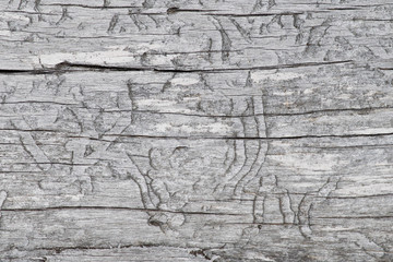 Old grey fir tree wood texture with pattern of wood pest traces.