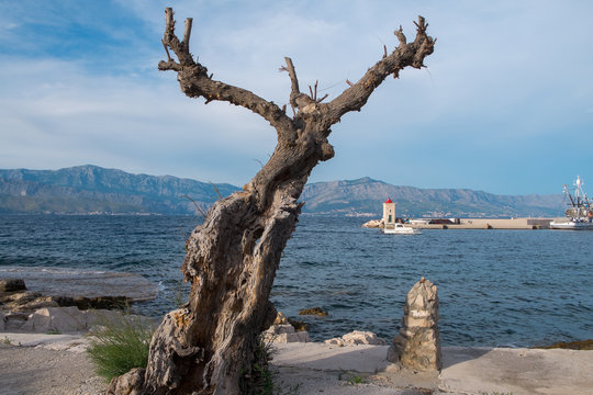 toter baum querformat