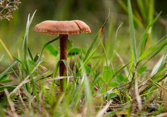 Tiny Mushroom Close Up near woods in Emmaboda, Sweden