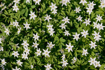 Obraz na płótnie Canvas Wood anemone (Anemone nemorosa) spring flowers blooming in forest, in Finland, high angle view.