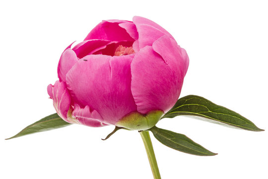 Fototapeta Rose flower of peony, lat. Paeonia, isolated on white background