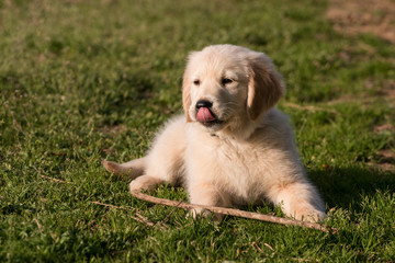 cucciolo di Golden Retriever