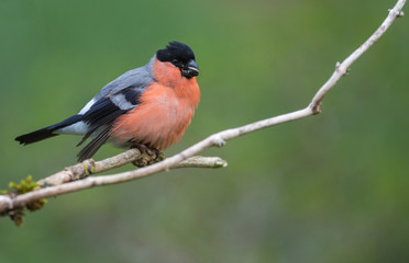 Bouvreuil pivoine mâle