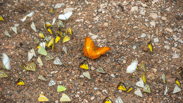 Group of butterflies puddling on the ground and flying in nature, Thailand Butterflies swarm eats minerals in Ban Krang Camp, Kaeng Krachan National Park at Thailand