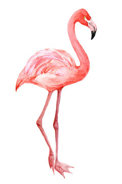 Flamingo, exotic birds isolated on white background, watercolor illustration