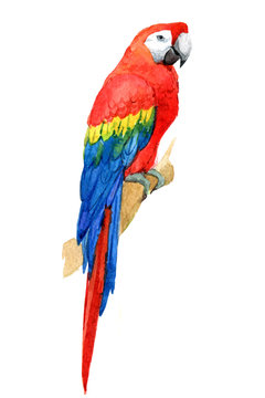 Macaw parrot, tropical birds isolated on white background, watercolor illustration