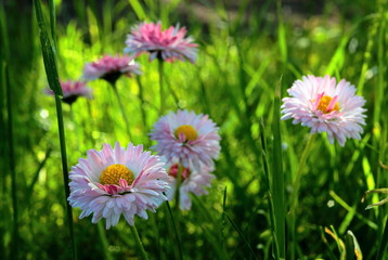 Wildflowers