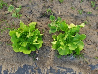 Lettuce is growing
