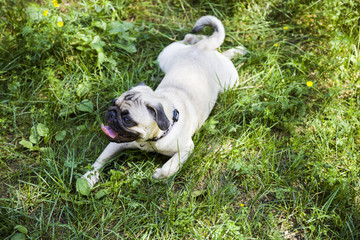 Dog breeds a pug for a walk