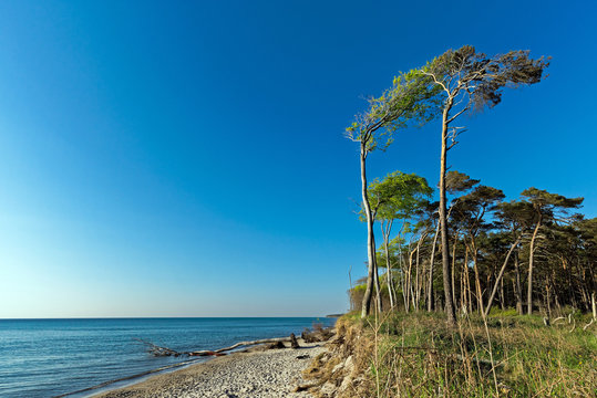 Weststrand Trees 2