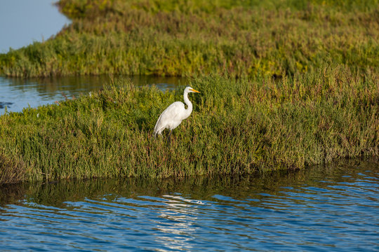 Great Egret (Ardea Alba) 003