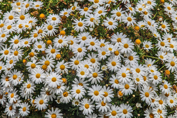 Daisies flower beautiful nature background